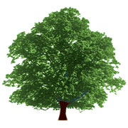 arbre vector picto